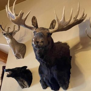 Meet your Posher, Raul